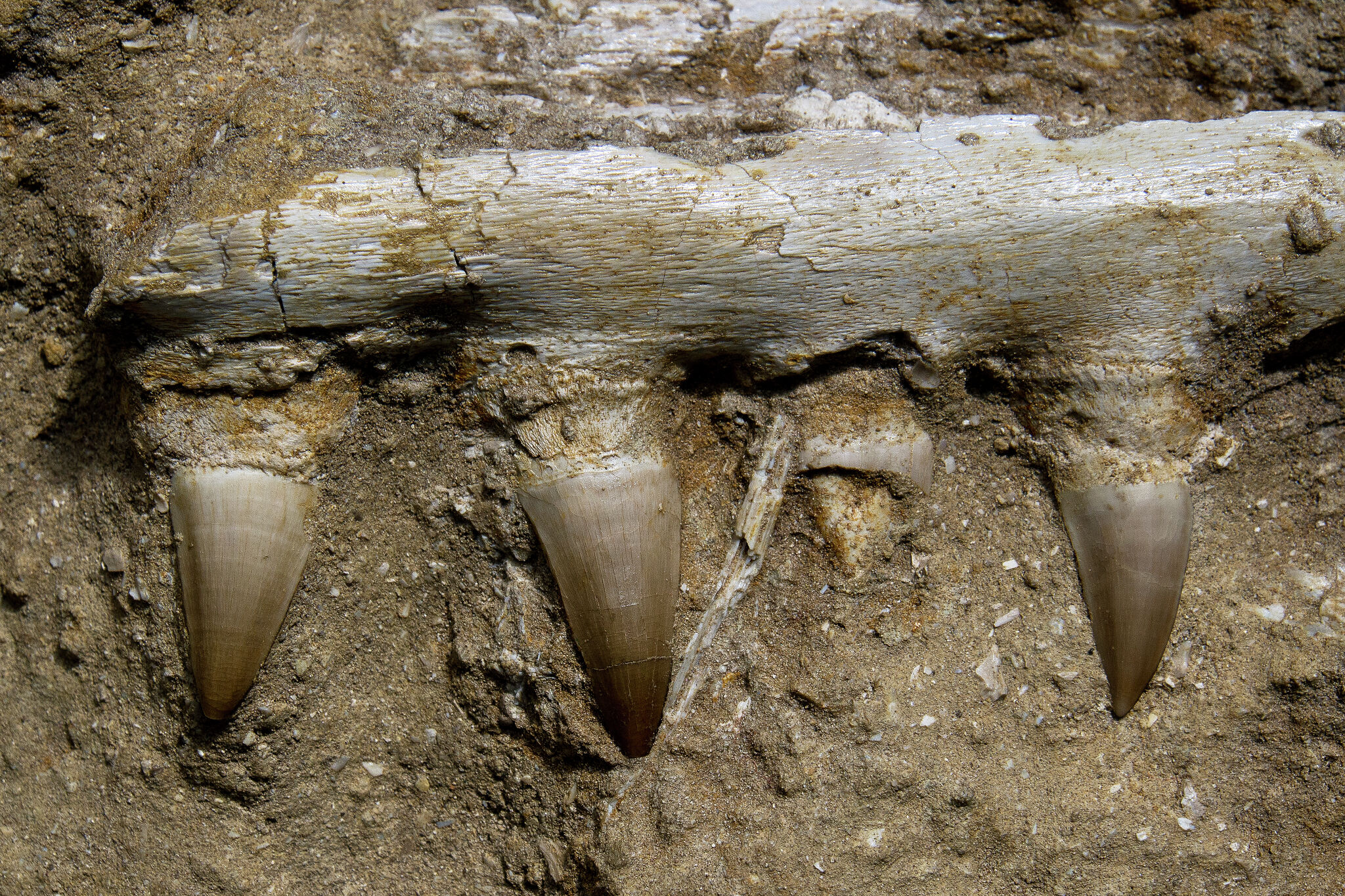 Paleontologists discover fossils of 30-foot prehistoric marine lizard in North Texas