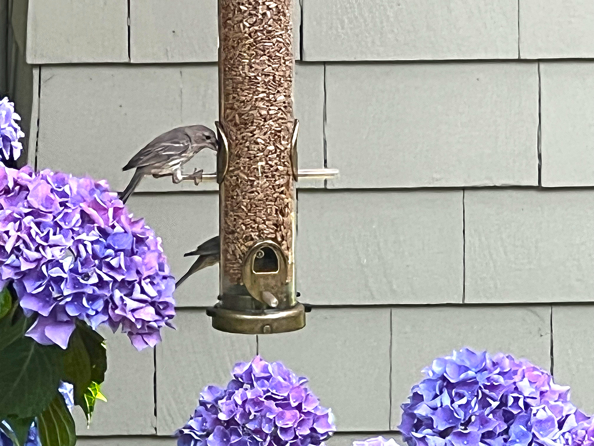 Gardening: What's a garden without birds? Create habitat so they thrive - Vimarsana News