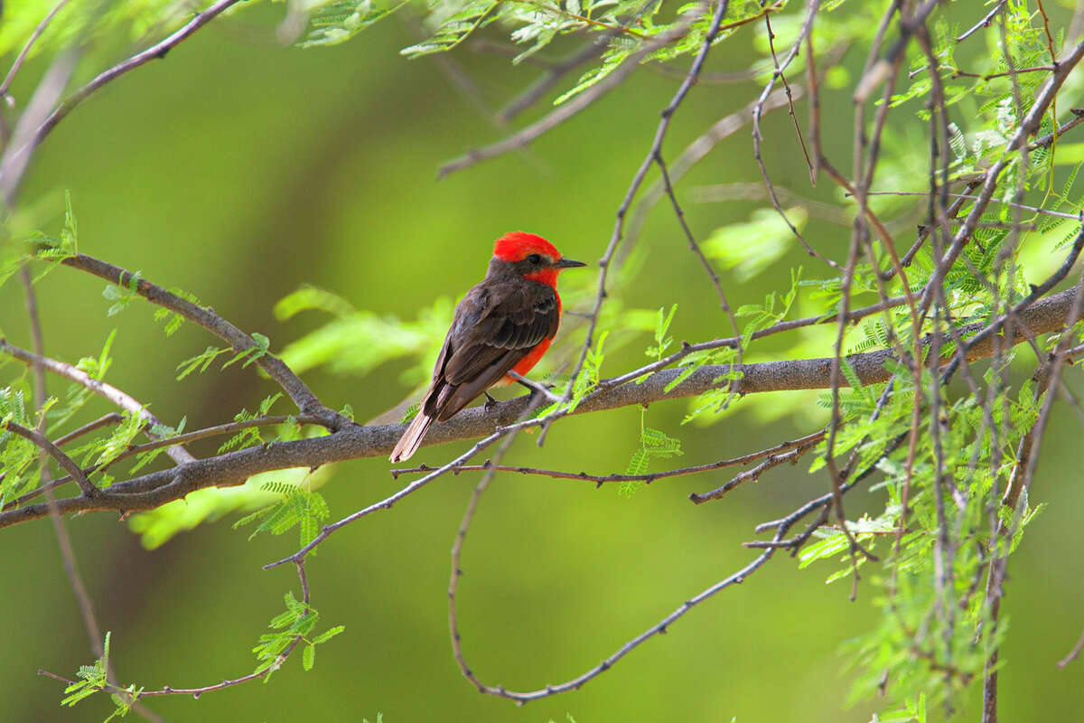 A vermilion flycatcher hunts for insects at Cottonwood Campground in Big Bend National Park. 