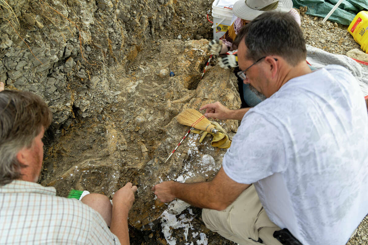 Paleontologists from the Perot Museum of Nature and Science excavate parts of a mosasaur's skull, lower jawbones and several vertebrae from its spine near the North Sulphur River.