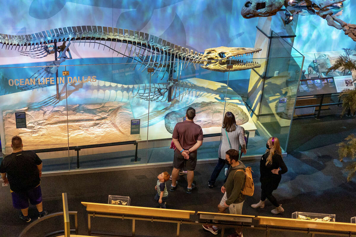 A skeleton of a Tylosaurus, a specific type of mosasaur, on display at the Perot Museum of Nature and Science. Paleontologists from the Perot Museum of Nature and Science recently discovered the fossils of a mosasaur in Northeast Texas. 