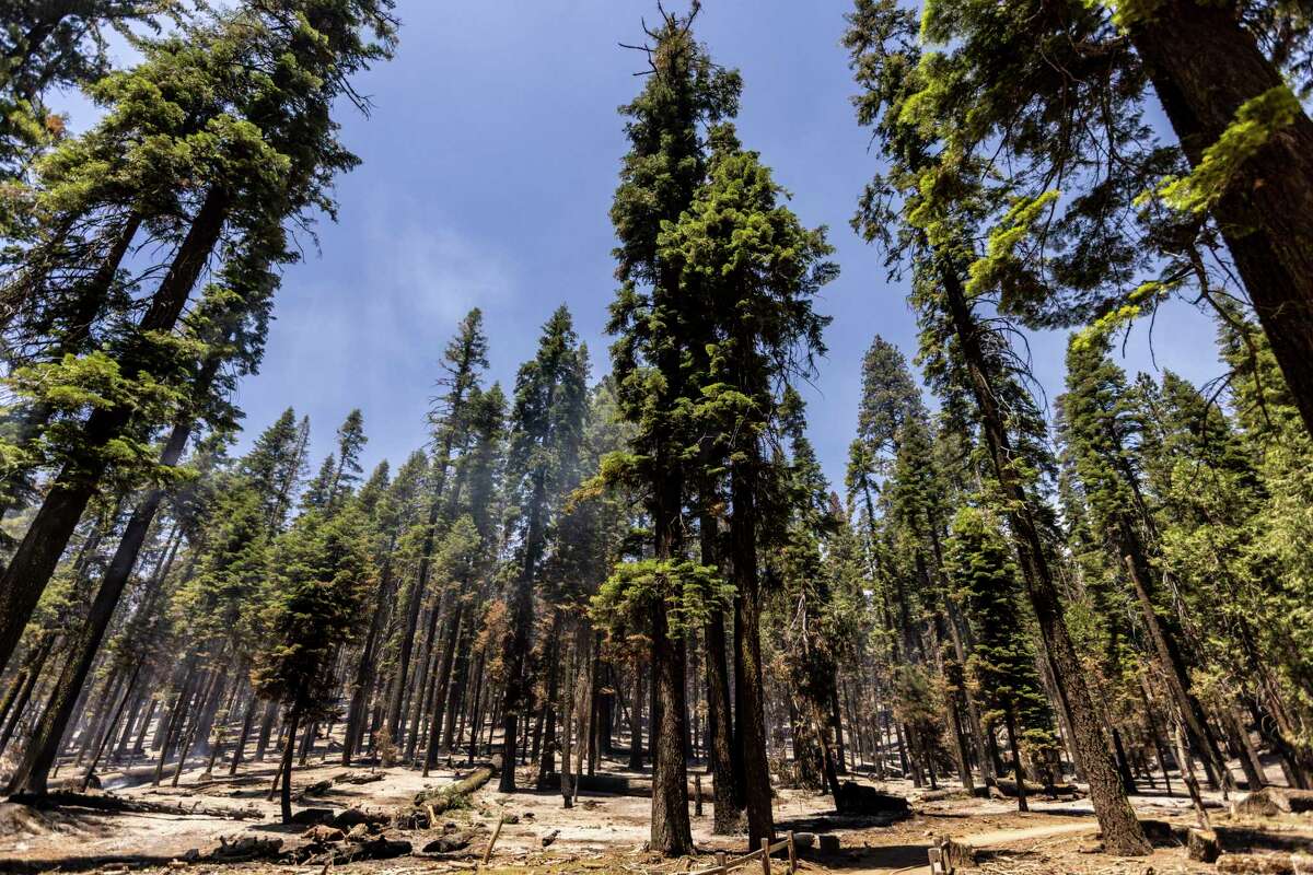 The ground smolders as trees, some damaged by the Washburn Fire, are seen in Mariposa Grove in Yosemite on July 11.