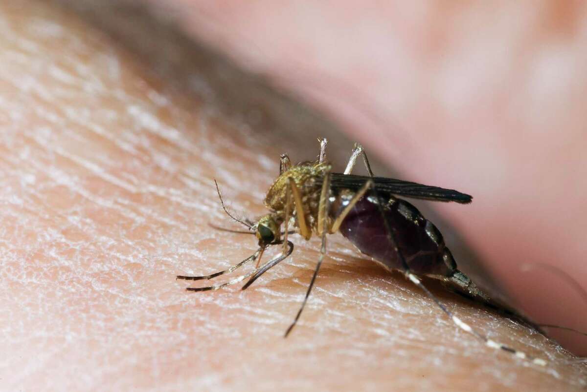 As of Aug. 2, the Connecticut Agricultural Experiment Station has found mosquitoes that tested positive for the West Nile virus in Darien, Fairfield, Greenwich, Hartford, NEw Haven, Stamford, Stratford and Westport.