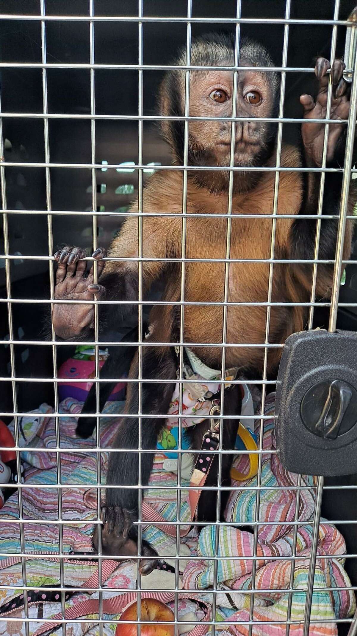 Lilly, a capuchin monkey, is looks out of a kennel as she is transported to Moody Gardens in Galveston. Lilly was seized by the Galveston Police Department after officials said her owner failed to follow an order to find a home for the animal after she escaped and ran wild in 2020.?