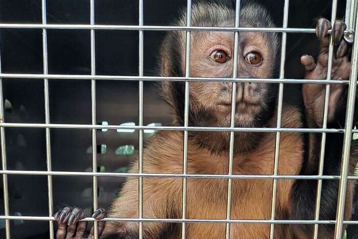 Spider monkey on loose in Southeast Houston corralled by BARC after  encounter with dog – Houston Public Media