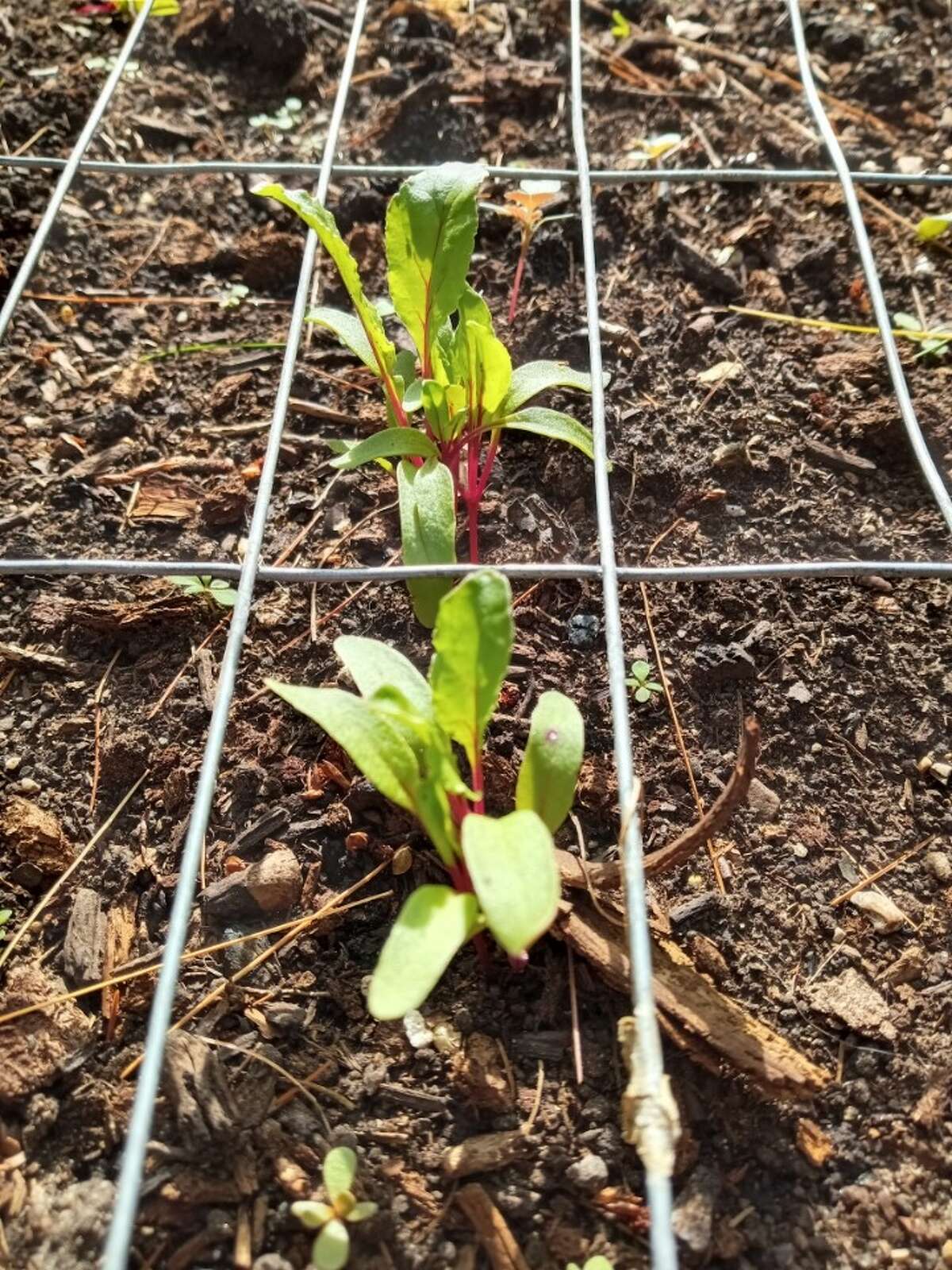 A second late summer crop of beets is growing well.  Note the desirable rough  texture of the sed bed. 