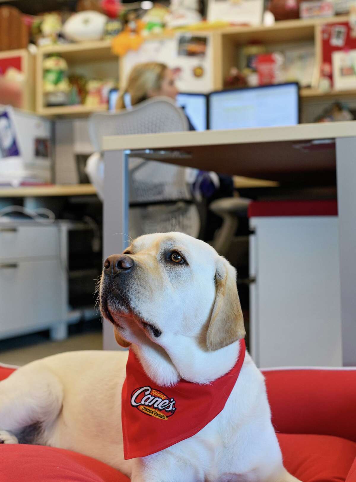 Raising Cane’s coming to Deer Park