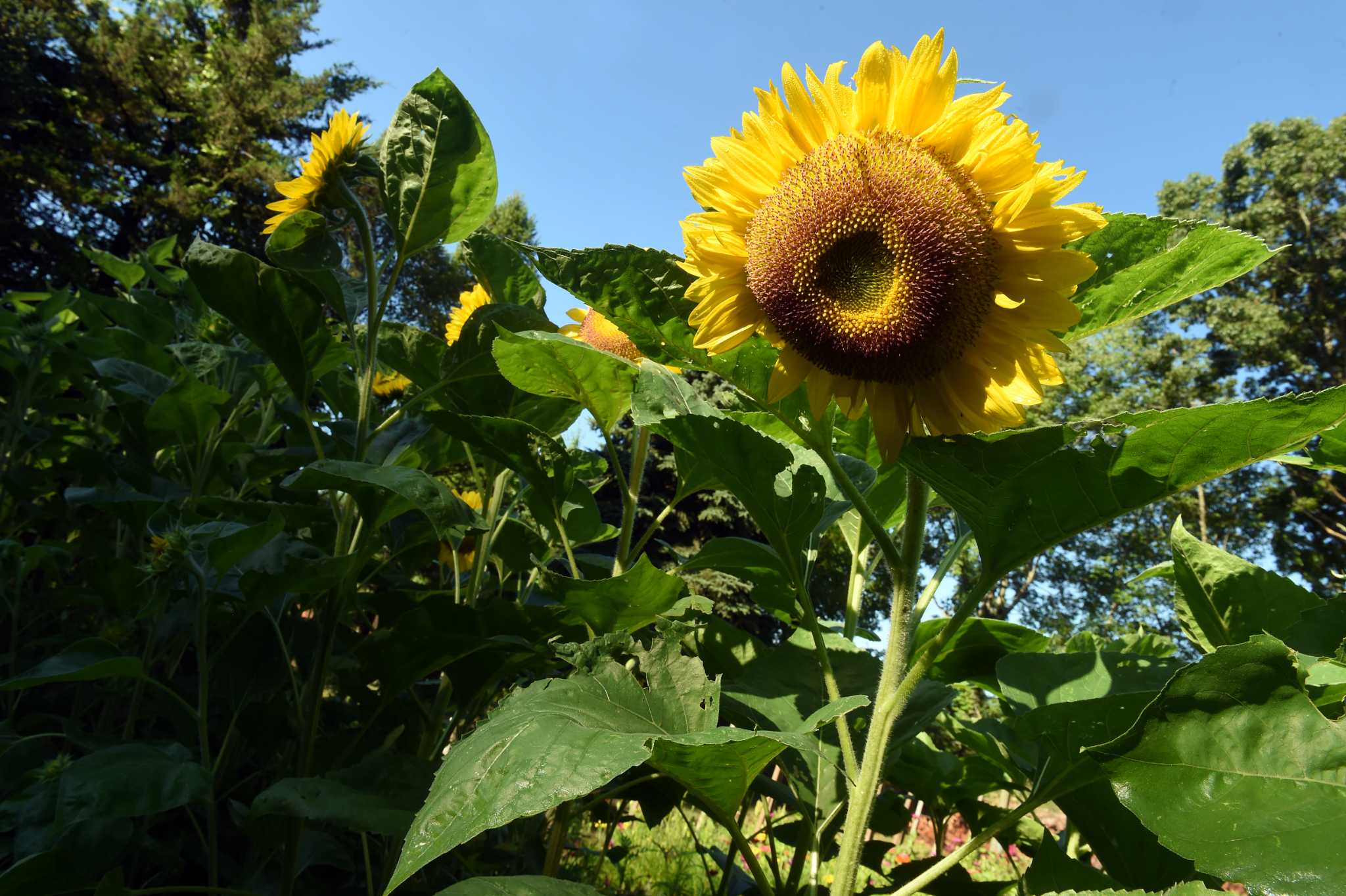 CT s Sunflower Festival Is In Full Bloom What You Need Know