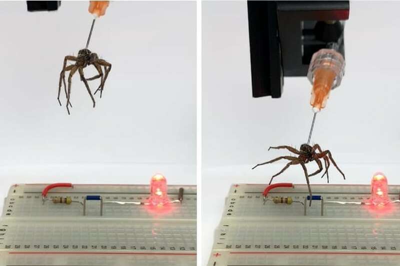 These spooky spiders are master engineers