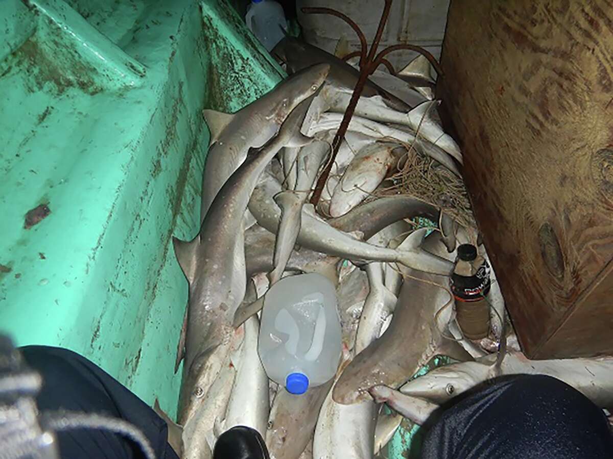 The U.S. Coast Guard interdicted a lancha boat crew and seized 40 illegally caught sharks in federal waters off southern Texas on Tuesday, August 2.