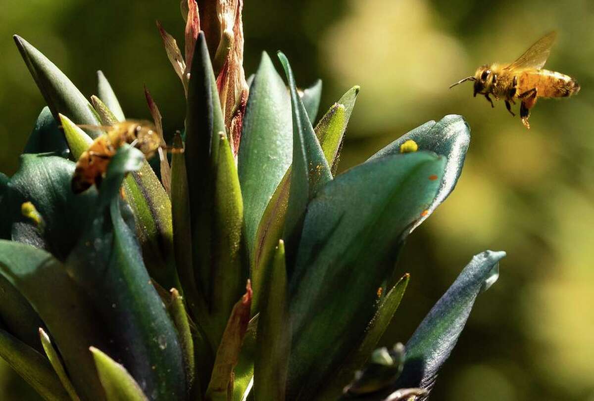 Bees enjoy the pollen of a blue puya berteroniana, one of hundreds of exotic plant species at Western Hills Garden.
