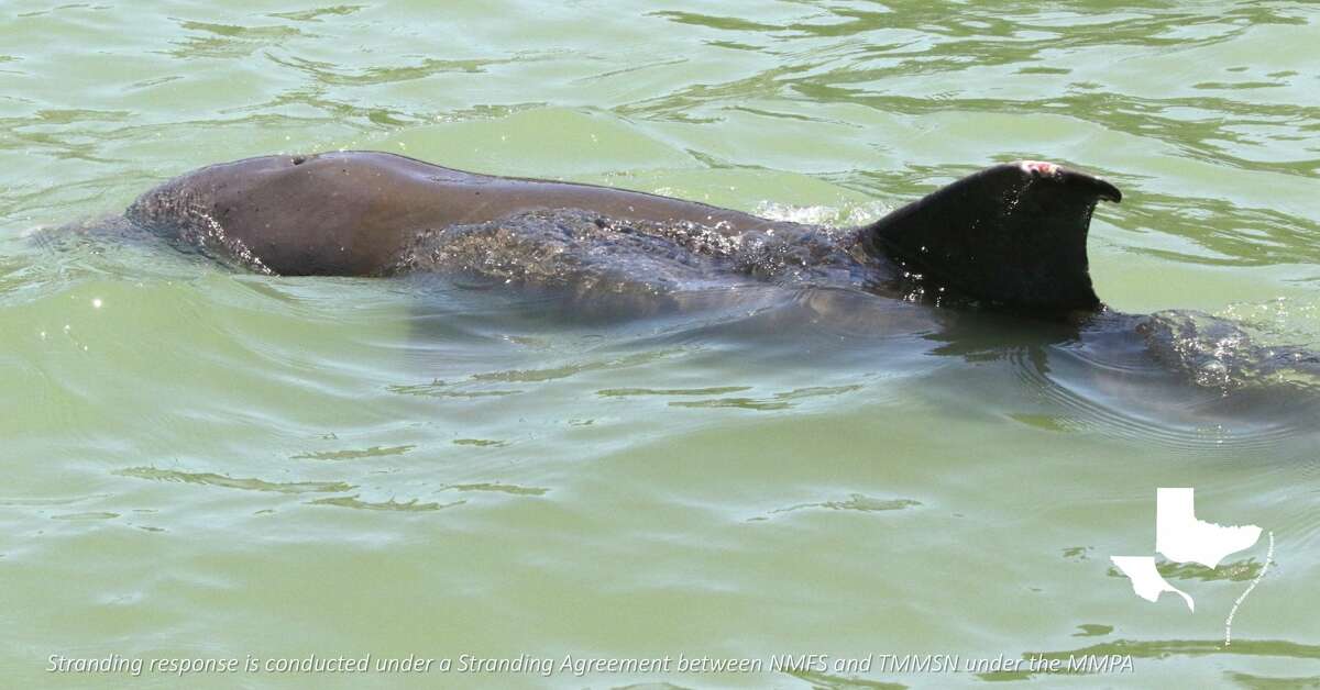 Officials continue to search for the young dolphin wrapped in a fishing line in Galveston as of Thursday, August 4, according to the Texas Marine Mammal Stranding Network.