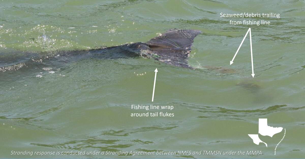 The network was able to remove park of the entanglement that initially wrapped around its dorsal fin, allowing it to swim more freely.