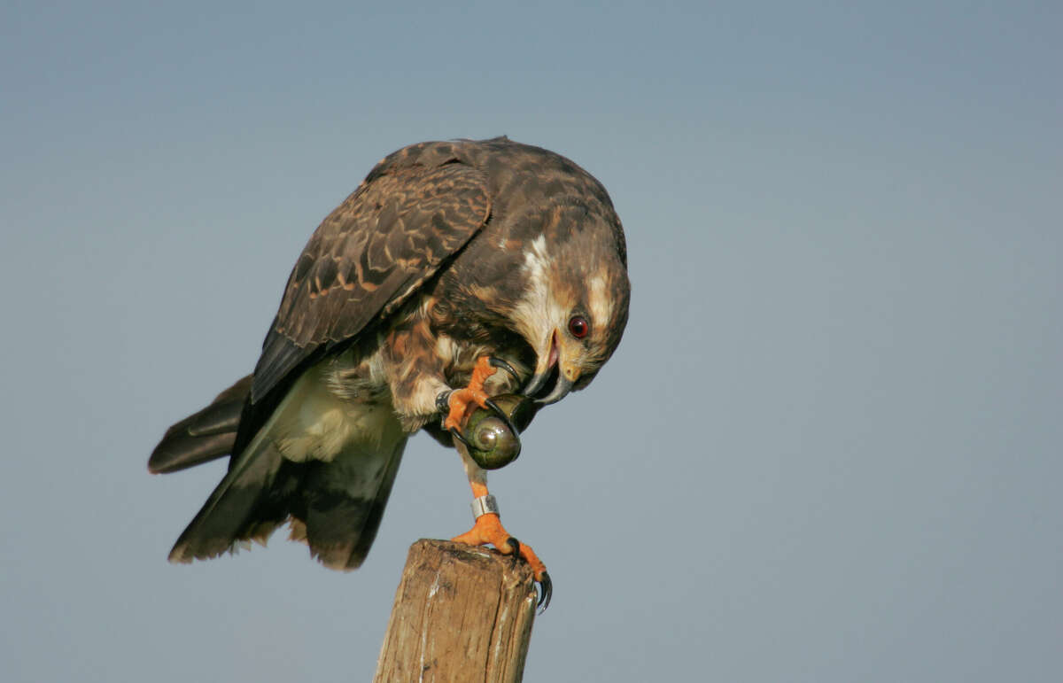 The snail kite bird is common in Central and South America, but are normally only seen in Florida.
