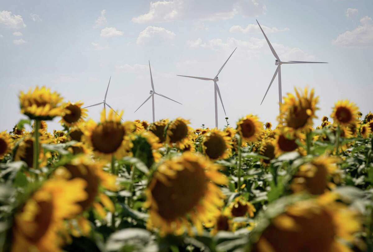 Wind turbines operate next to a field of flowers near Garden City in July. Wind energy farms in West Texas and the Texas Panhandle often generate more electricity than its region can use, but insufficient transmission infrastructure prevent that energy from being shared with other parts of the state that could use it.