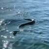 A fisherman caught a diamondback rattlesnake swimming in Texas lake to avoid the heat. 