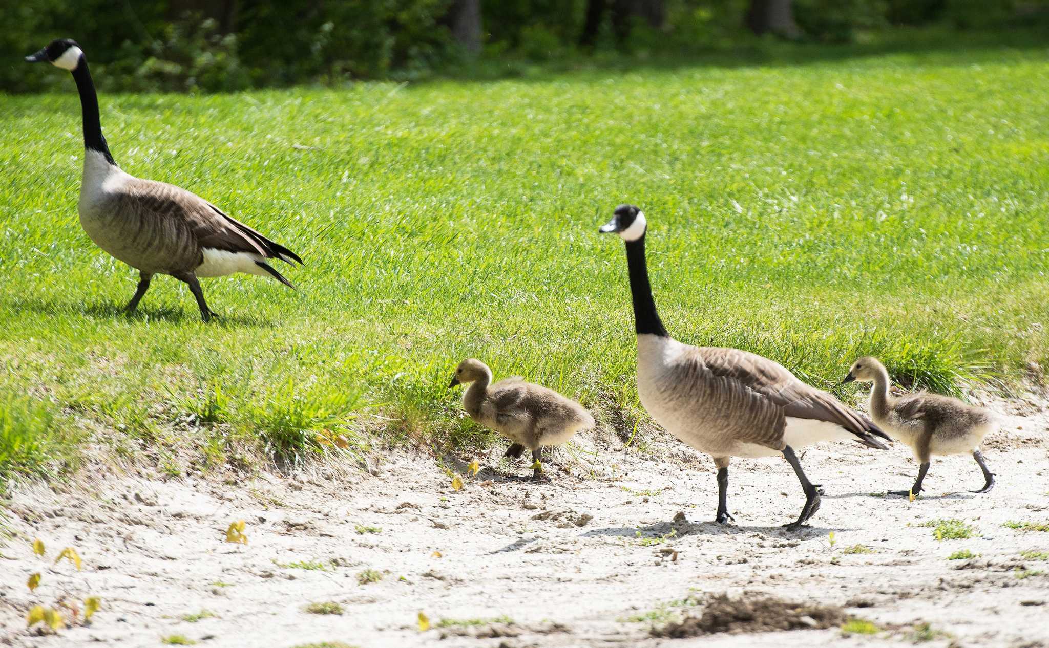 Merwin Meadows Pond in Wilton to reopen Friday after E. coli contamination - Vimarsana News