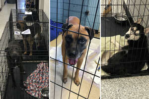Overcrowding forces Fort Bend animal shelter to ask for help