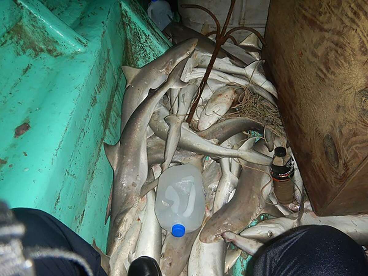 The Coast Guard found 40 dead sharks in a fishing boat off the South Texas Coast.