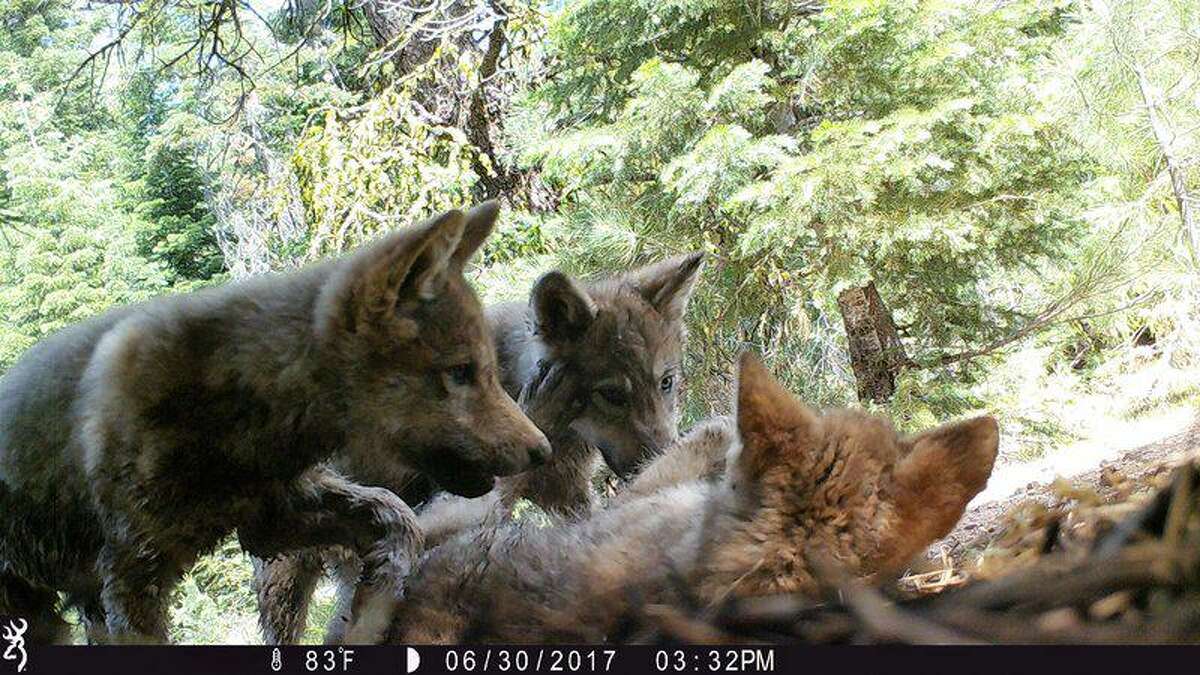 California’s Lassen pack produced several pups in 2017, as seen in this photo.