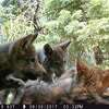 2017年拉森狼群。加州野生动物官员说，北加州今年迎来了11只新狼崽。