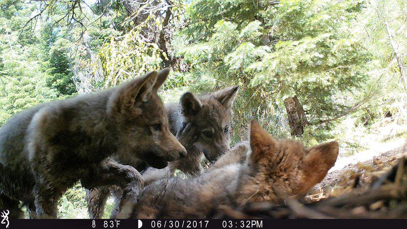 11 wolf pups born to Northern California packs this year, officials say - Vimarsana News