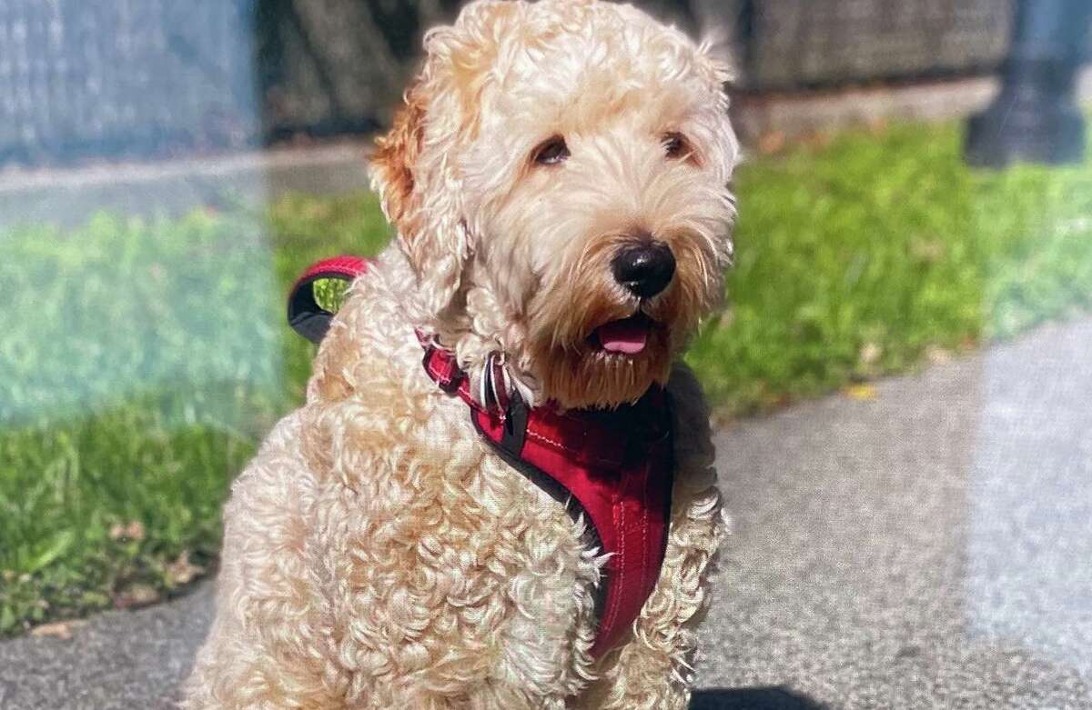 Milford police are looking for Leo, a 2-year-old golden doodle, who was stuck in the car while a person stole his owner’s blue Kia Forte from Boston Post Road Thursday.