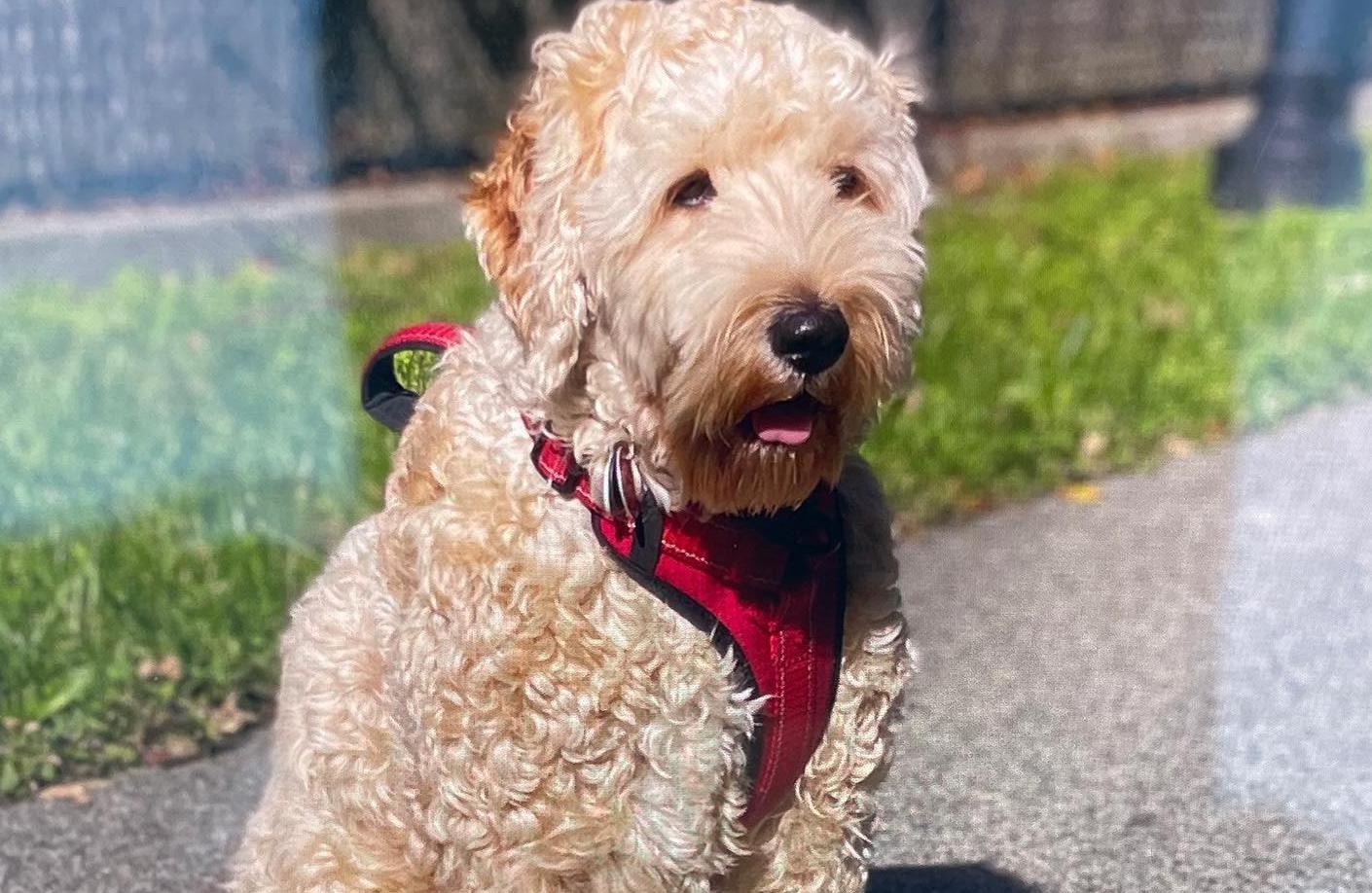 Milford police looking for dog stolen during car theft - Vimarsana News
