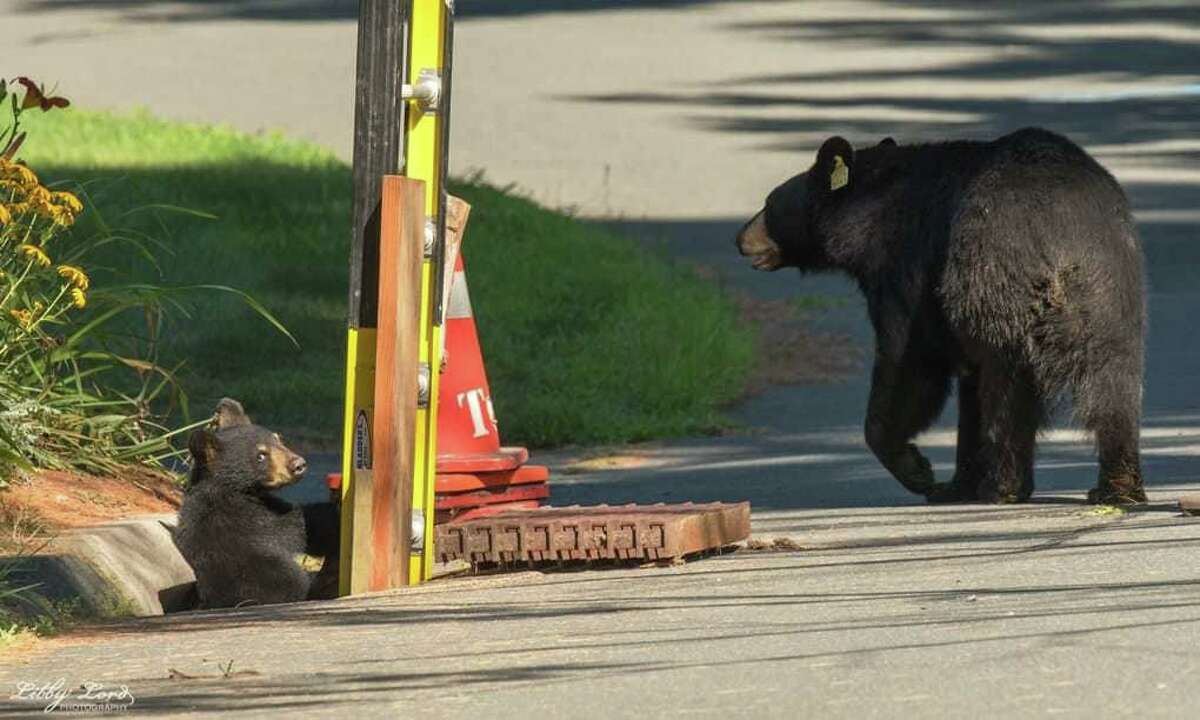 A mama black bear and two cubs were rescued from a storm drain in Simsbury Wednesday, according to the Connecticut State Environmental Police.