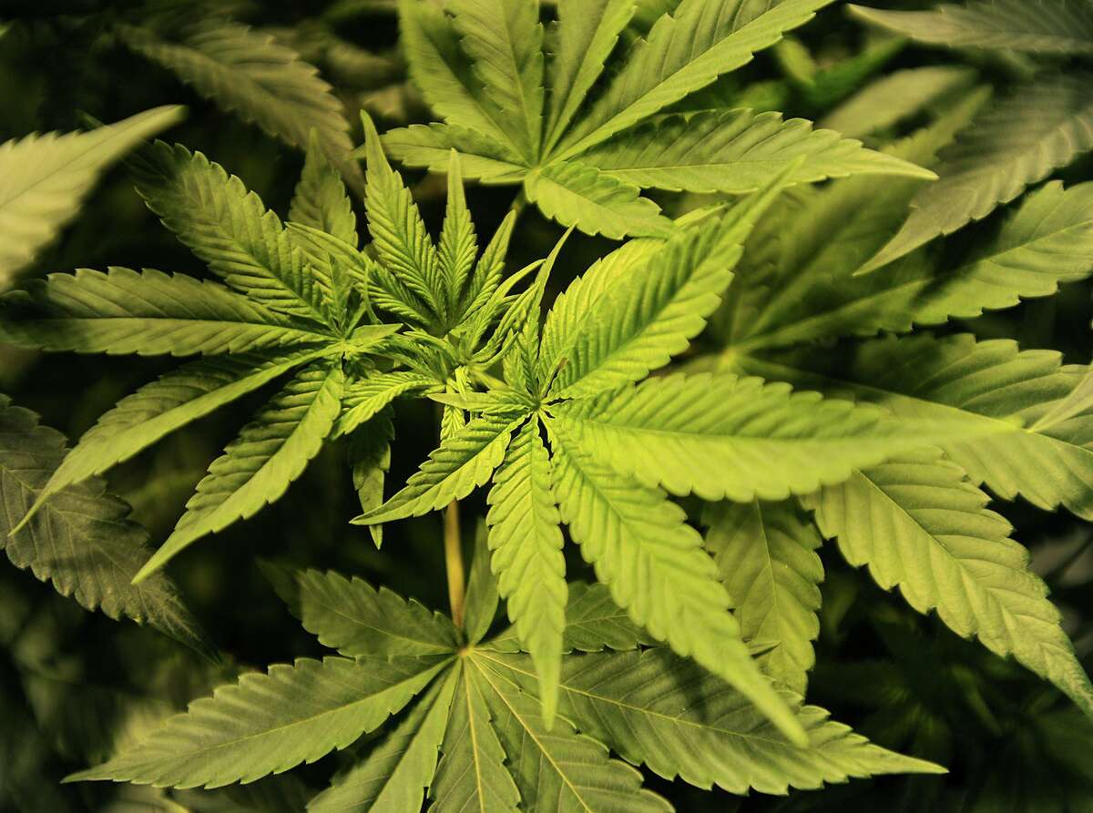 Marijuana plants at a facility in Connecticut.