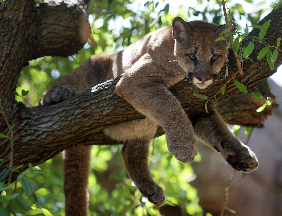 Shasta VI was UH's live mascot for the past 10 years. The cougar was euthanized at the Houston Zoo on Thursday after dealing with a progressive spinal disease and declining kidney function.