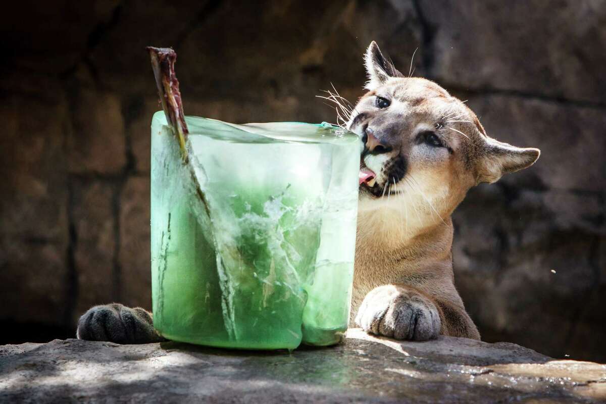 Shasta, a male cougar, licks a cool ice pop treat at the Houston Zoo, Wednesday, June 26, 2013, in Houston.