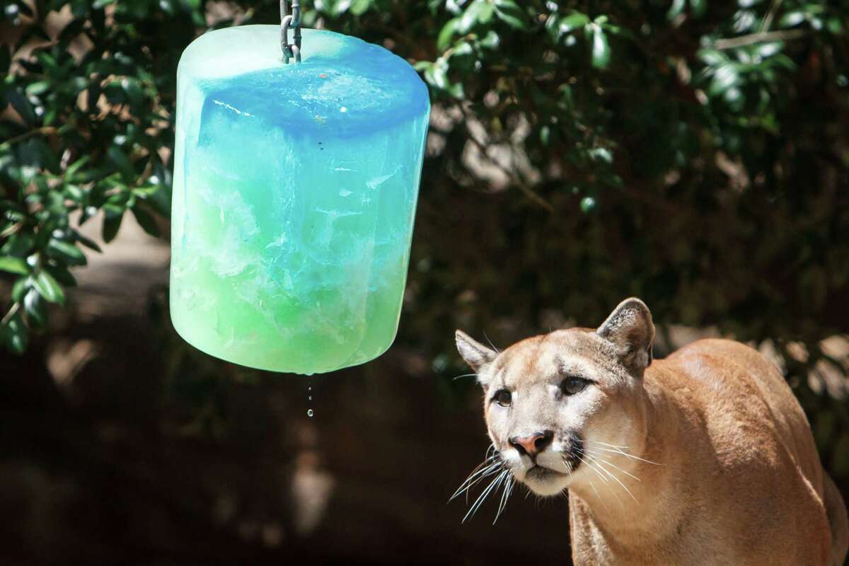 Shasta, a male cougar, looks at a cool ice pop treat at the Houston Zoo, Wednesday, June 26, 2013, in Houston.