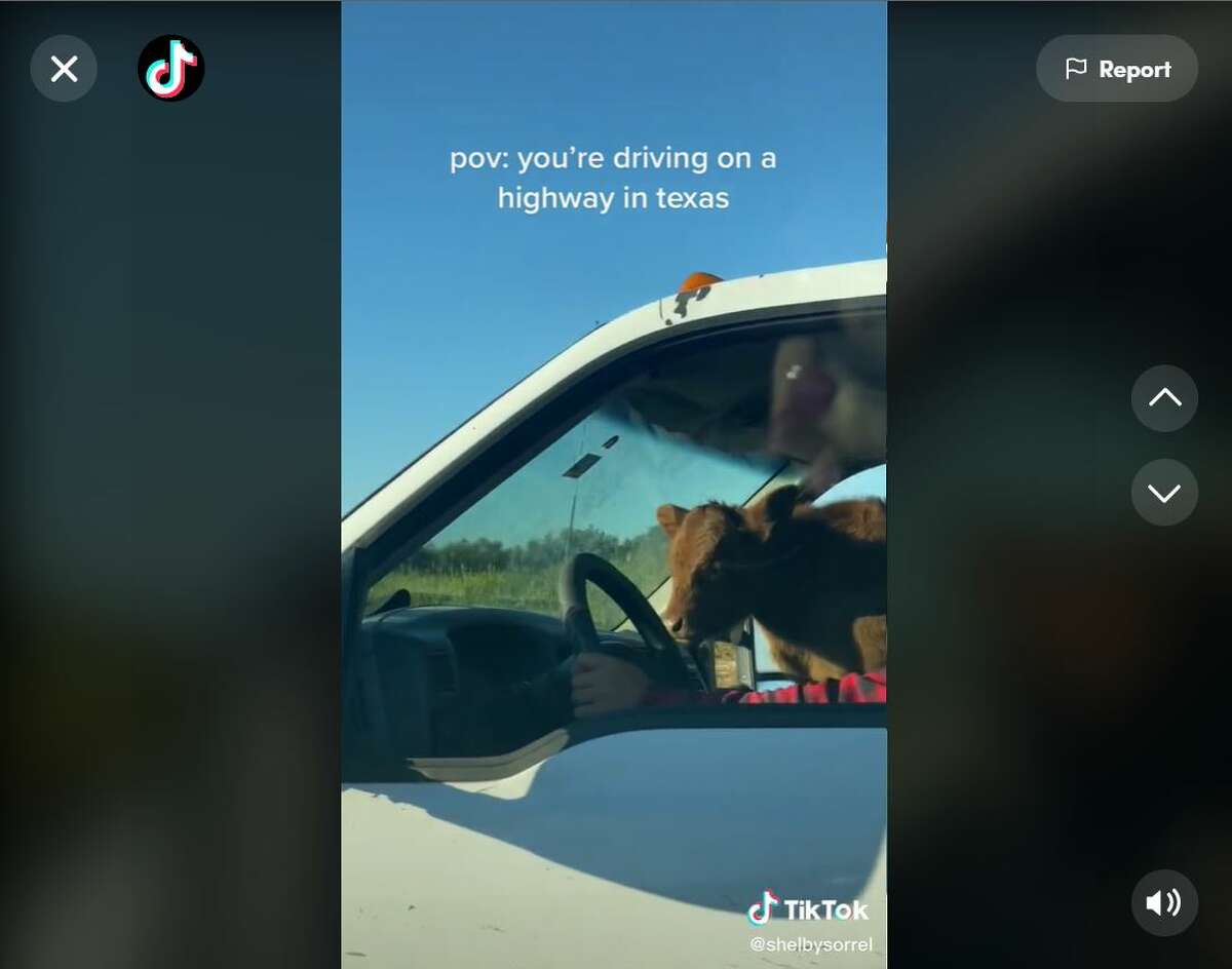 De virale TikTok-video is tot nu toe meer dan 3,2 miljoen keer bekeken.