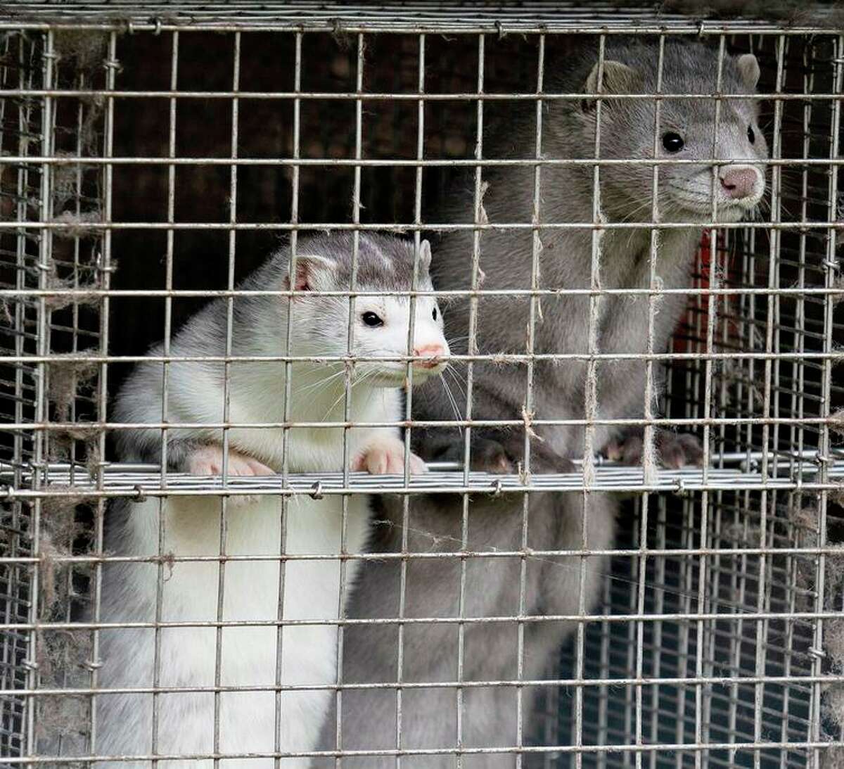 Minks are seen at a farm in Gjol, northern Denmark in October 2020. The Scandinavian country killed millions of the animals after they became infected with a mutation of the virus that causes COVID-19.
