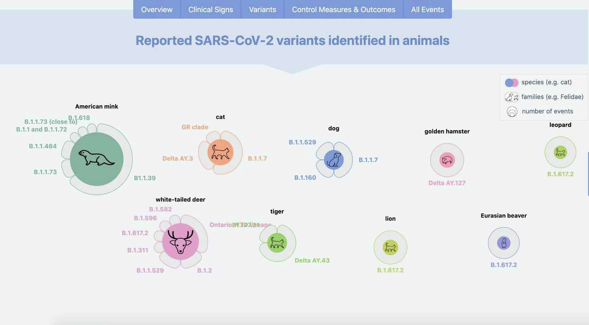Reported SARS-CoV-2 variants identified in animals from a new open access data dashboard on global cases.