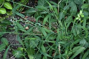 Robert Miller: Why you should leave your crabgrass alone