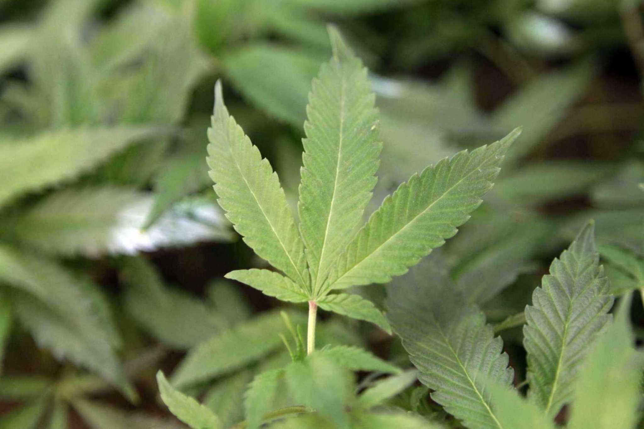 Bridgeport company seeking cannabis cultivator license sues, arguing state erred, lied, in application process - Vimarsana News