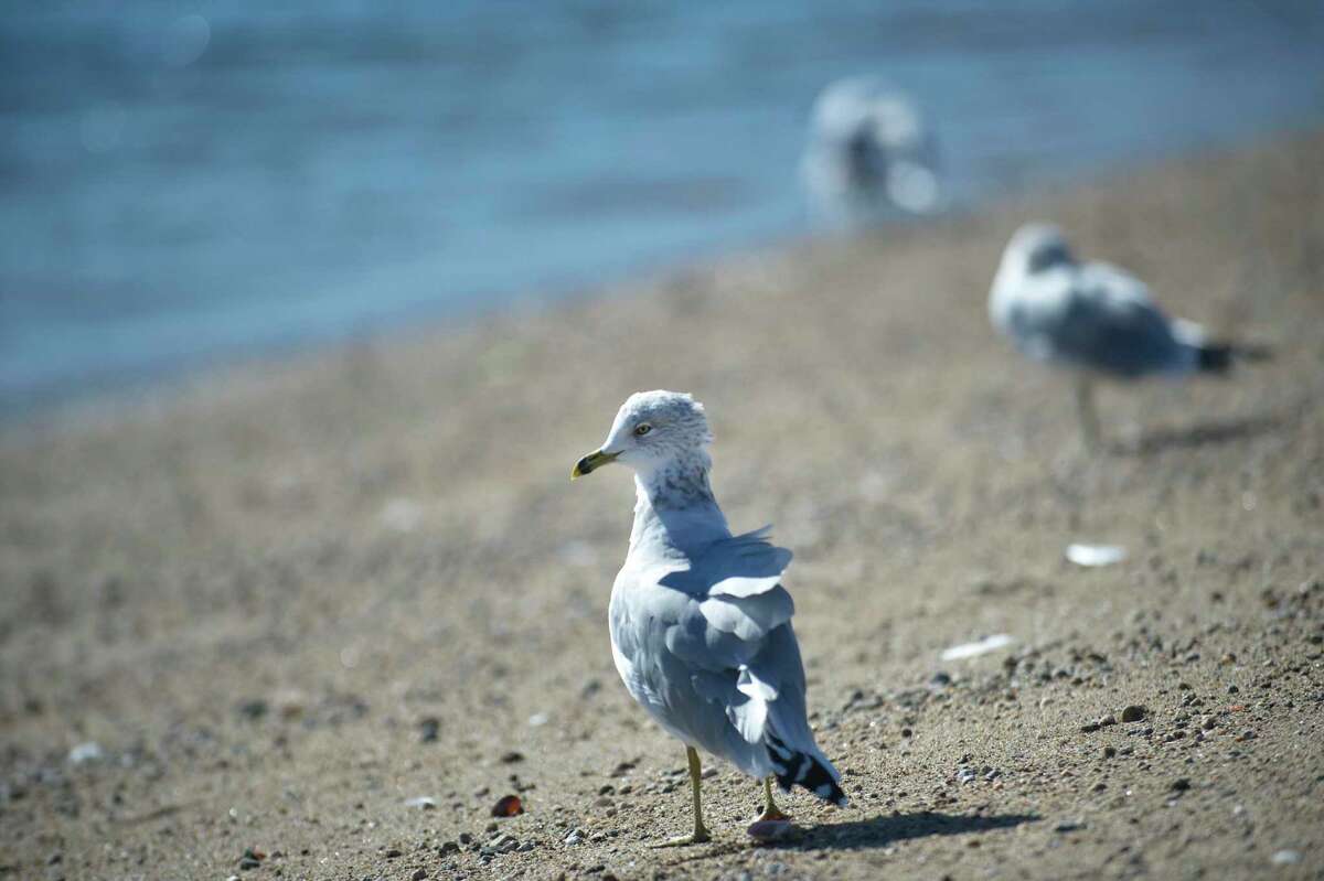 A seagulls' feathers ruffle in the wind at Cummings Beach in Stamford, Conn. on Wednesday, Oct. 17, 2018.