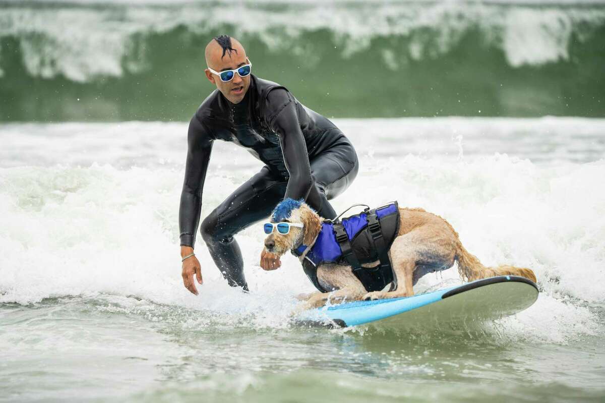 I have to see that': Surfing dogs take the waves in Pacifica competition