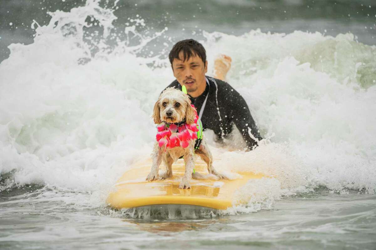 Remi catches a wave with owner, Earvin Quinto, during the World Dog Surfing Championship.