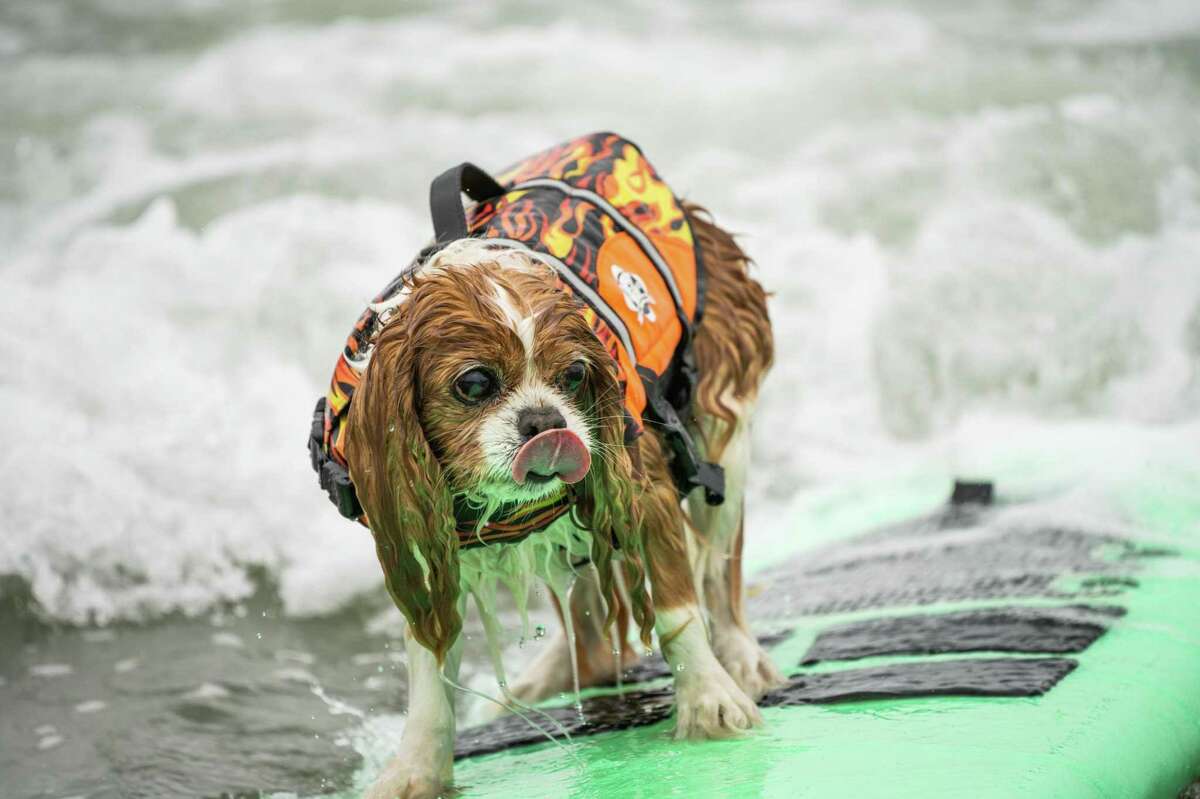 Sampson catches a wave during the World Dog Surfing Championship.