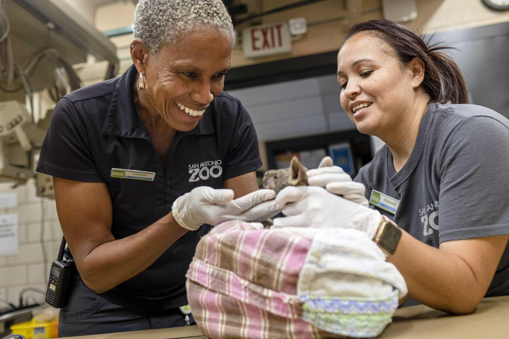 San Antonio Zoo vet up for prestigious American Humane award - Vimarsana News