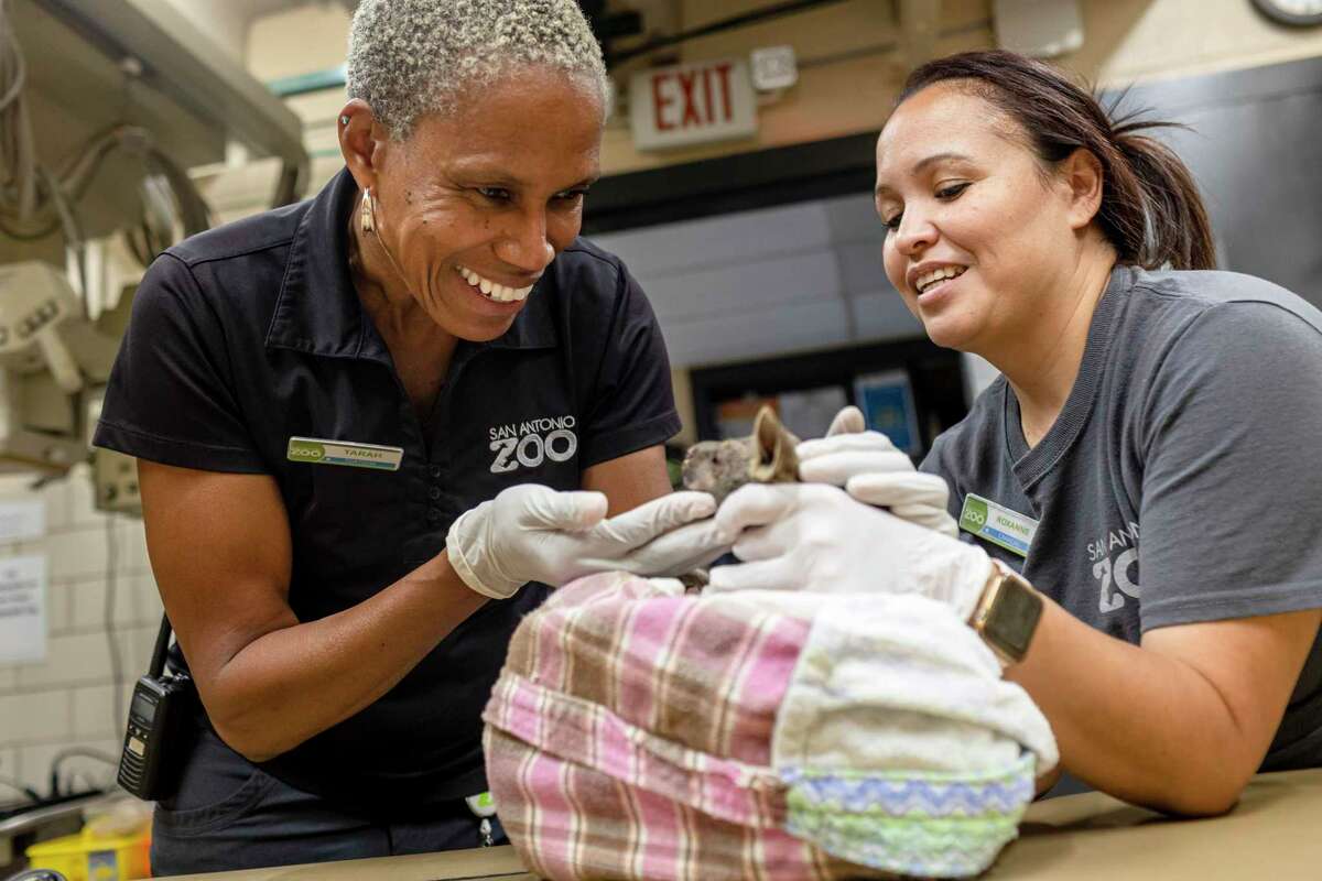 Dr. Tarah Hadley, assistant director of veterinary care at the San Antonio Zoo, smiles at an orphaned joey she is examining in the zoo’s animal health center center Friday. Hadley has been nominated as a finalist for a national American Humane award for her leadership and care of animals during the pandemic and 2021 winter storm.