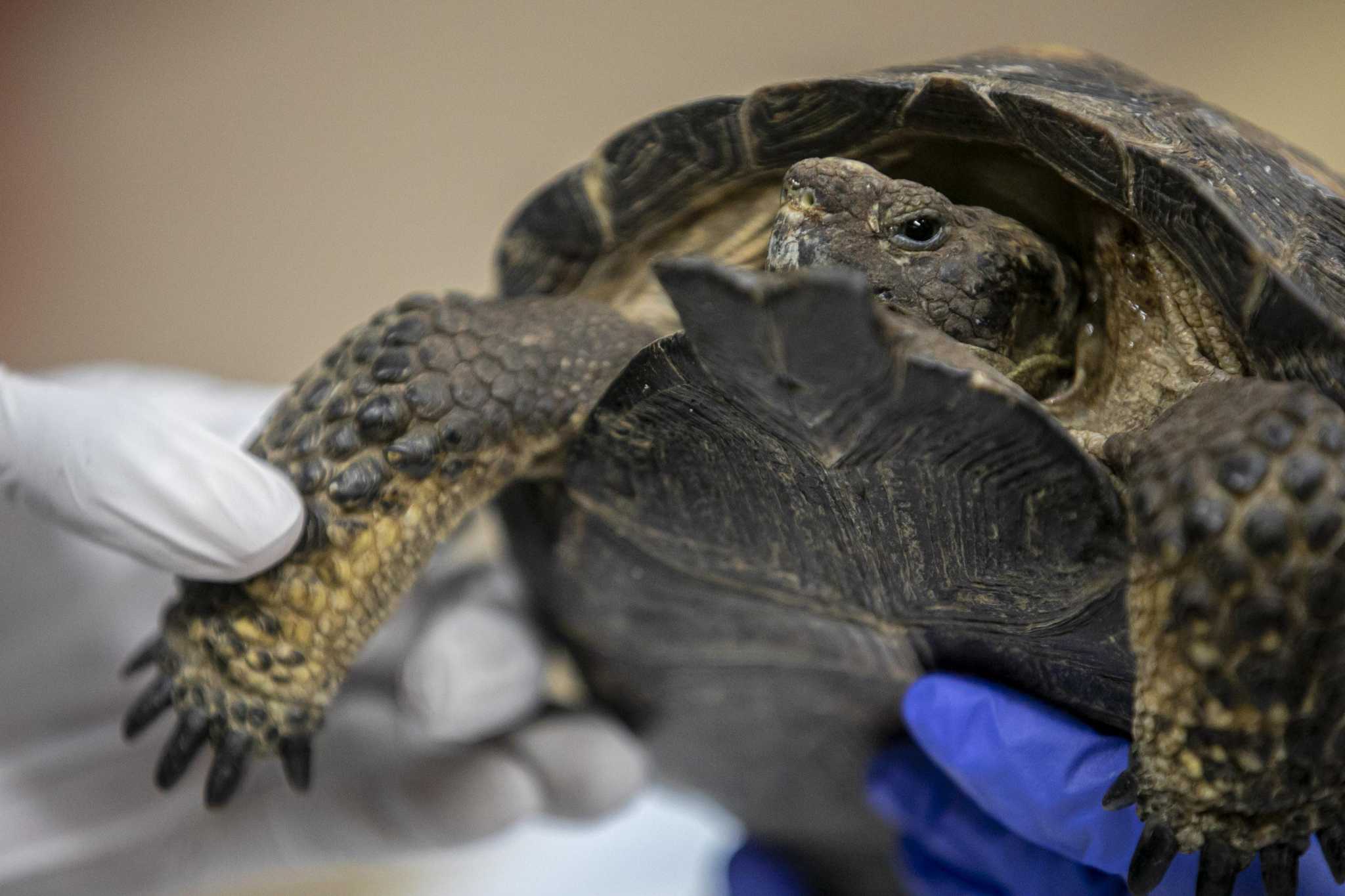 Bexar County deputy reunites pet tortoise with owners