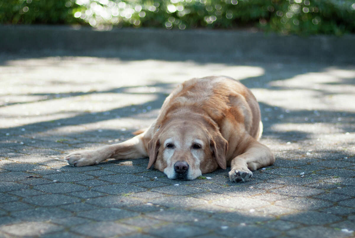 Dogs can seek out patches of sunlight even on hot days because it provides relief from stiff and achy joints.