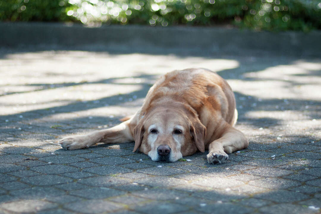 Why do dogs lie in the sun when it's so hot?