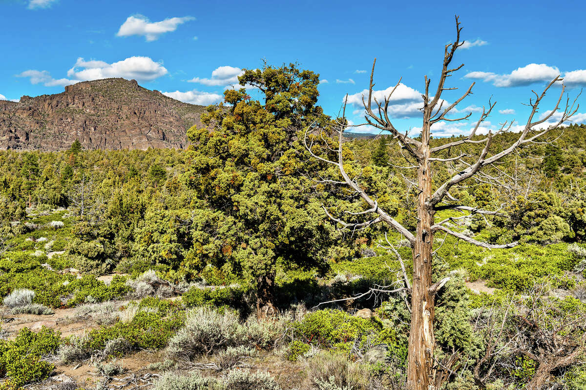 Landscape of Klamath National Forest, near Mount Shasta in California.