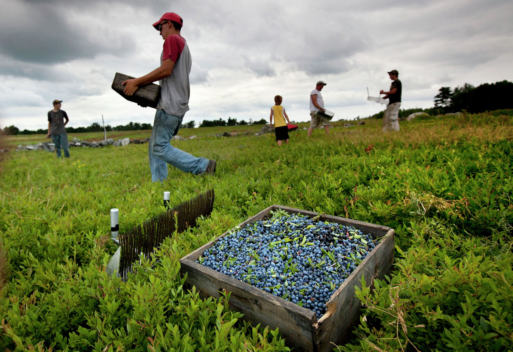 Fresh or frozen, wild or cultivated? What to know about blueberries and health - Vimarsana News