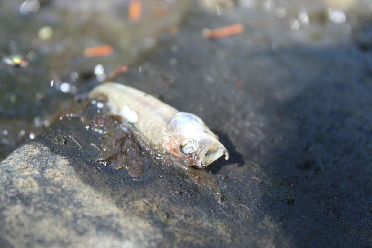 A deceased fish on the side of the Potic Creek.